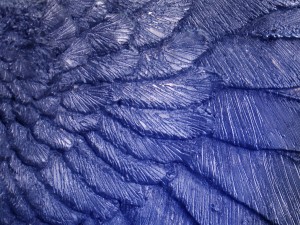 eagles-wing-blue