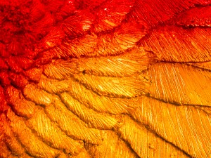 eagles-wing-fire