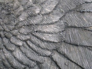 eagles-wing-gray