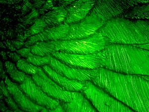 eagles-wing-green