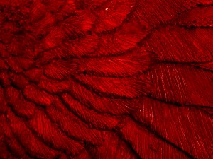 eagles-wing-red